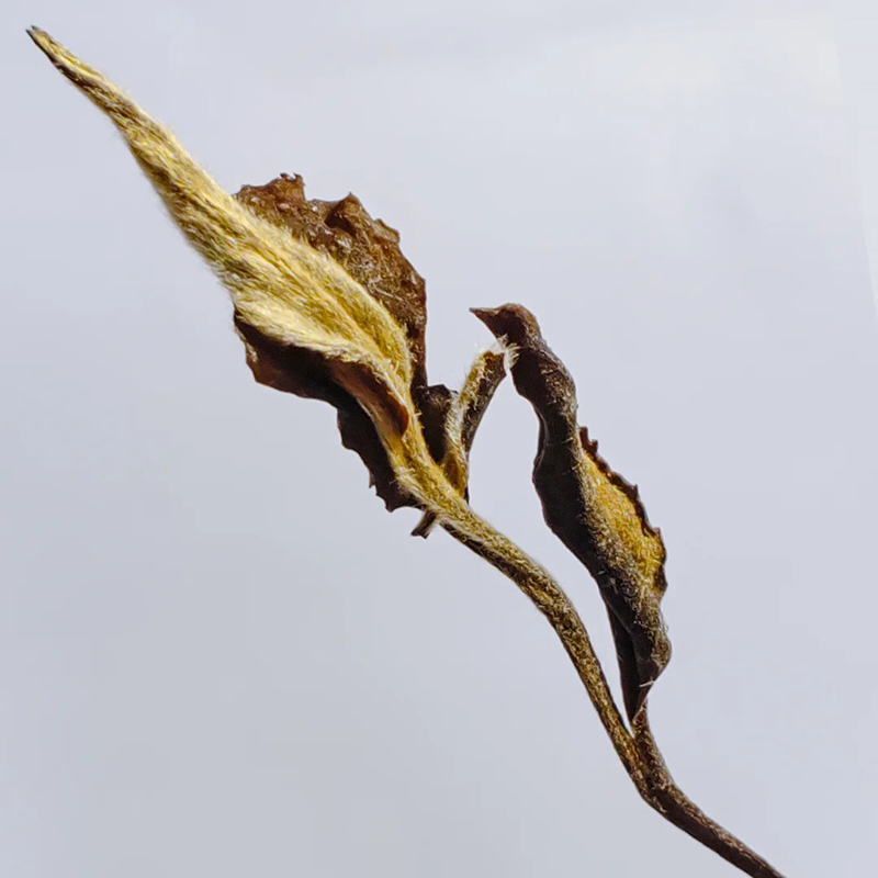 Bai Mu Dan White Tea 60g - Image 2